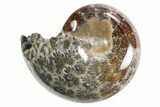 Polished Ammonite (Phylloceras) Fossil - Madagascar #297092-1